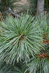 Silver Whispers Swiss Stone Pine (Pinus cembra 'Silver Whispers') at A Very Successful Garden Center