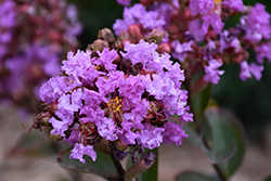 Petite Orchid Crapemyrtle (Lagerstroemia indica 'Monhid') at A Very Successful Garden Center