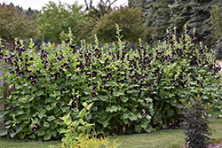 Black Hollyhock (Alcea rosea 'Nigra') at Stonegate Gardens
