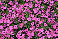 ColorRush Pink Petunia (Petunia 'Balcushink') at Lakeshore Garden Centres
