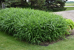 Frost Grass (Spodiopogon sibiricus) at Lakeshore Garden Centres