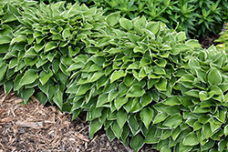 Allan P. McConnell Hosta (Hosta 'Allan P. McConnell') at Stonegate Gardens