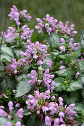 Pink Chablis Spotted Dead Nettle (Lamium maculatum 'Checkin') at Lakeshore Garden Centres