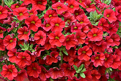 Superbells Red Calibrachoa (Calibrachoa 'INCALIMRED') at Lakeshore Garden Centres