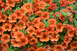 Aloha Hot Orange Calibrachoa (Calibrachoa 'Aloha Hot Orange') at Golden Acre Home & Garden