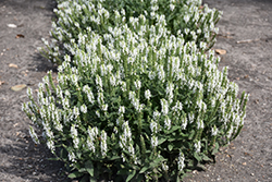 Lyrical White Meadow Sage (Salvia nemorosa 'Florsalwhite') at Lakeshore Garden Centres