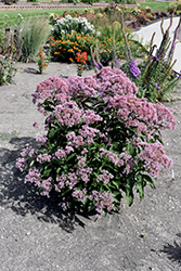 Glenda Joe Pye Weed (Eupatorium maculatum 'Glenda') at Lakeshore Garden Centres