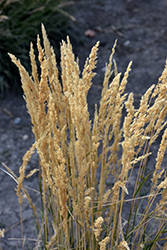 El Dorado Feather Reed Grass (Calamagrostis x acutiflora 'El Dorado') at Lakeshore Garden Centres
