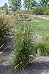 Pawnee Bluestem (Andropogon gerardii 'Pawnee') at A Very Successful Garden Center
