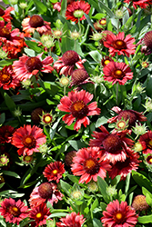 Mesa Red Blanket Flower (Gaillardia x grandiflora 'Mesa Red') at A Very Successful Garden Center