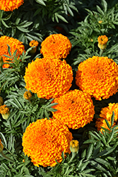 Moonstruck Deep Orange Marigold (Tagetes erecta 'Moonstruck Deep Orange') at A Very Successful Garden Center