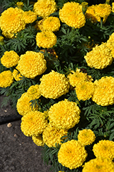 Moonstruck Yellow Marigold (Tagetes erecta 'Moonstruck Yellow') at Lakeshore Garden Centres