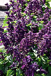 Lighthouse Purple Sage (Salvia splendens 'Lighthouse Purple') at A Very Successful Garden Center