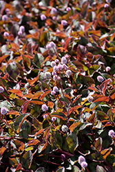 Pink Knotweed (Persicaria capitata) at Lakeshore Garden Centres