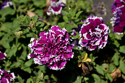 Pirouette Purple Petunia (Petunia 'Pirouette Purple') at A Very Successful Garden Center