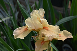Apricot Silk Iris (Iris 'Apricot Silk') at Stonegate Gardens