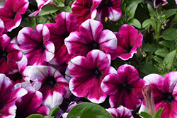 Sweetunia Purple Touch Petunia (Petunia 'Sweetunia Purple Touch') at A Very Successful Garden Center
