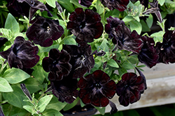 Black Velvet Petunia (Petunia 'Black Velvet') at A Very Successful Garden Center