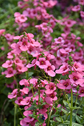 My Darling Berry Twinspur (Diascia 'My Darling Berry') at Lakeshore Garden Centres
