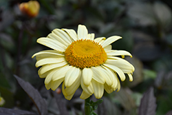 Spellbook Lumos Shasta Daisy (Leucanthemum x superbum 'BL14007') at A Very Successful Garden Center