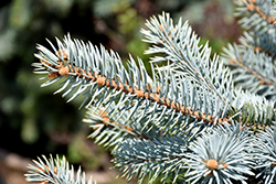 Crystal Blue Spruce (Picea pungens 'Crystal Blue') at A Very Successful Garden Center