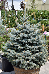 Blue Diamond Blue Spruce (Picea pungens 'Blue Diamond') at A Very Successful Garden Center