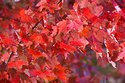 Autumn Radiance Red Maple (Acer rubrum 'Autumn Radiance') at Stonegate Gardens