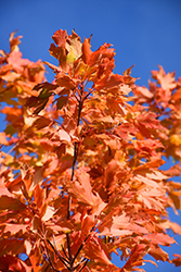 Commemoration Sugar Maple (Acer saccharum 'Commemoration') at Stonegate Gardens