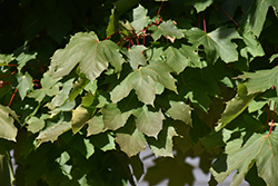 Fairview Norway Maple (Acer platanoides 'Fairview') at Stonegate Gardens
