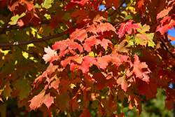 Autumn Splendor Sugar Maple (Acer saccharum 'Autumn Splendor') at A Very Successful Garden Center