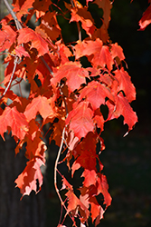 Caddo Sugar Maple (Acer saccharum 'Caddo') at A Very Successful Garden Center