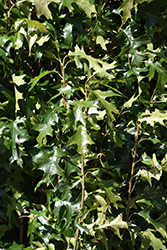 Green Pillar Pin Oak (Quercus palustris 'Pringreen') at A Very Successful Garden Center