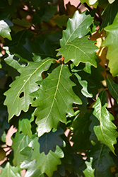 Kindred Spirit Oak (Quercus x warei 'Nadler') at A Very Successful Garden Center