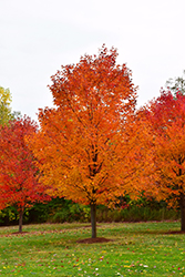 Commemoration Sugar Maple (Acer saccharum 'Commemoration') at A Very Successful Garden Center