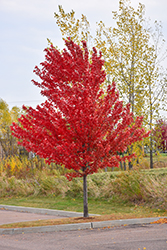 Autumn Spire Red Maple (Acer rubrum 'Autumn Spire') at A Very Successful Garden Center