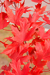 Scarlet Sentinel Maple (Acer x freemanii 'Scarlet Sentinel') at Lakeshore Garden Centres