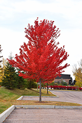 Scarlet Sentinel Maple (Acer x freemanii 'Scarlet Sentinel') at A Very Successful Garden Center