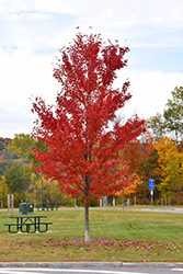 Autumn Fantasy Maple (Acer x freemanii 'Autumn Fantasy') at Lakeshore Garden Centres