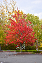 Morgan Maple (Acer rubrum 'Morgan') at Lakeshore Garden Centres