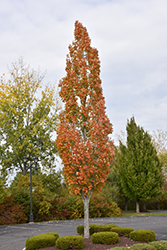 Armstrong Maple (Acer x freemanii 'Armstrong') at The Mustard Seed