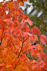 Bowhall Red Maple (Acer rubrum 'Bowhall') at Lakeshore Garden Centres