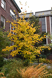 Moosewood (Acer pensylvanicum) at Stonegate Gardens