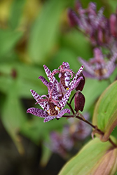 Toad Lily (Tricyrtis formosana) at A Very Successful Garden Center