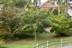 E.H. Wilson Mimosa (Albizia julibrissin 'E.H. Wilson') at A Very Successful Garden Center