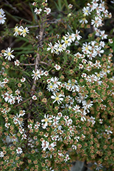 Snow Flurry Aster (Symphyotrichum ericoides 'Snow Flurry') at A Very Successful Garden Center