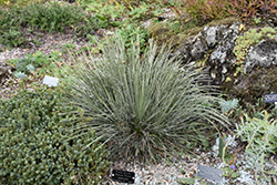 Alpine Yucca (Yucca baileyi) at A Very Successful Garden Center