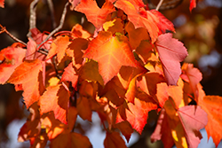 Red Maple (Acer rubrum 'var. rubrum') at Lakeshore Garden Centres