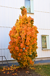 Millane's Dwarf Sugar Maple (Acer saccharum 'Millane's Dwarf') at A Very Successful Garden Center