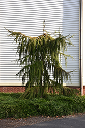 Varied Directions Larch (Larix decidua 'Varied Directions') at A Very Successful Garden Center
