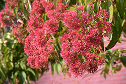 Seven-Son Flower (Heptacodium miconioides) at Lakeshore Garden Centres